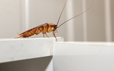 Cockroach Treatment Services London