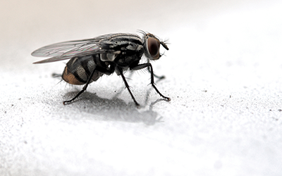 Fly Pest Control Services London