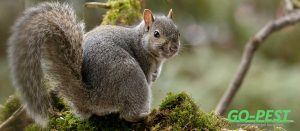 Pest Advice for Controlling Grey Squirrels