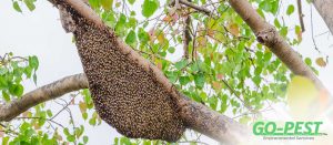 How to Deal with a Swarm of Bees