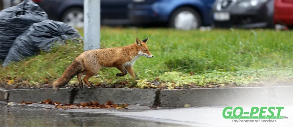 What Pests Does Your Rubbish Attract? A Professional Guide to Keeping Unwanted Visitors Away