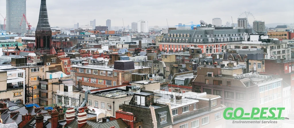 Pest Problems in Victorian and Basement Flats in London