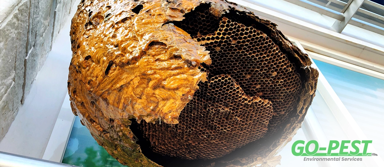 Wasp Nest Removal in London: When to Call a Professional