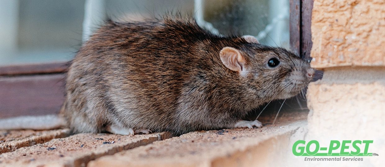 Why Rats Are a Growing Problem in London